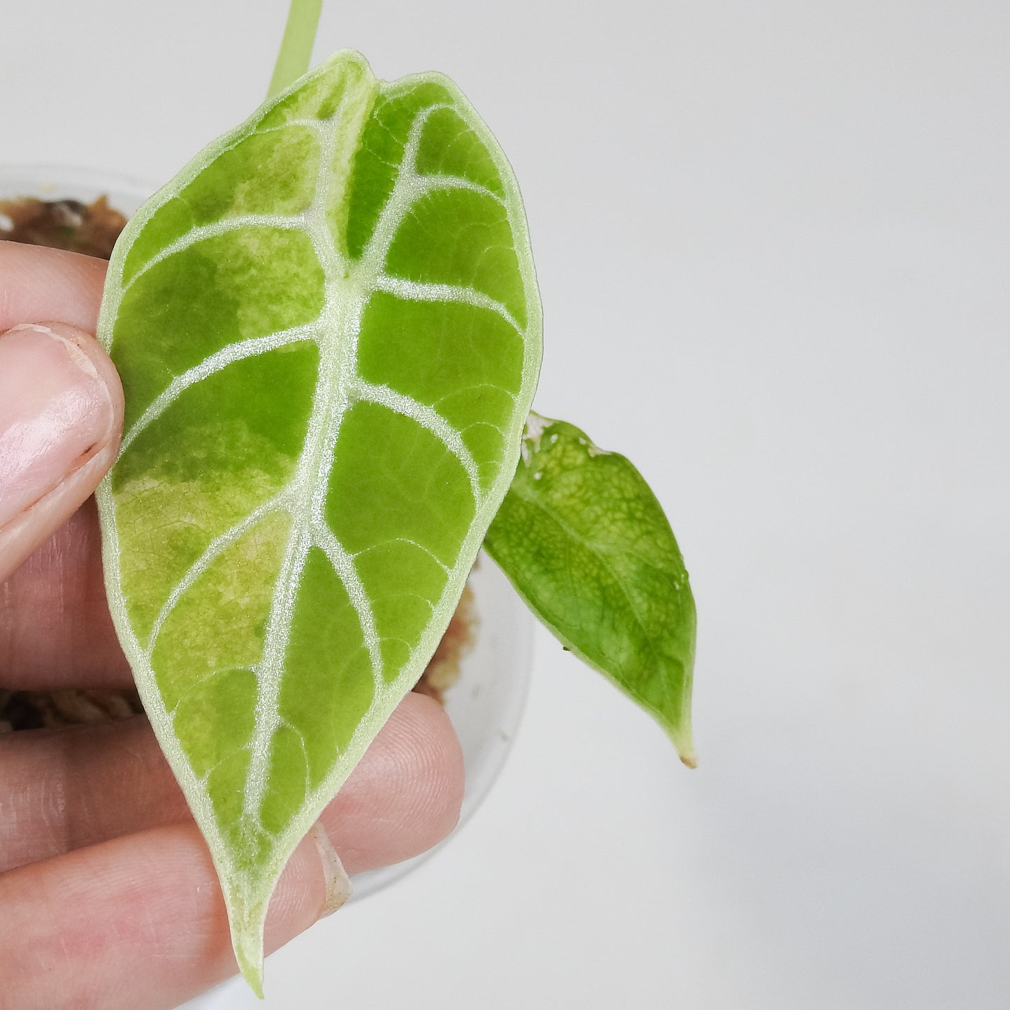 Alocasia Watsoniana Doff. Pink Variegated (3404)