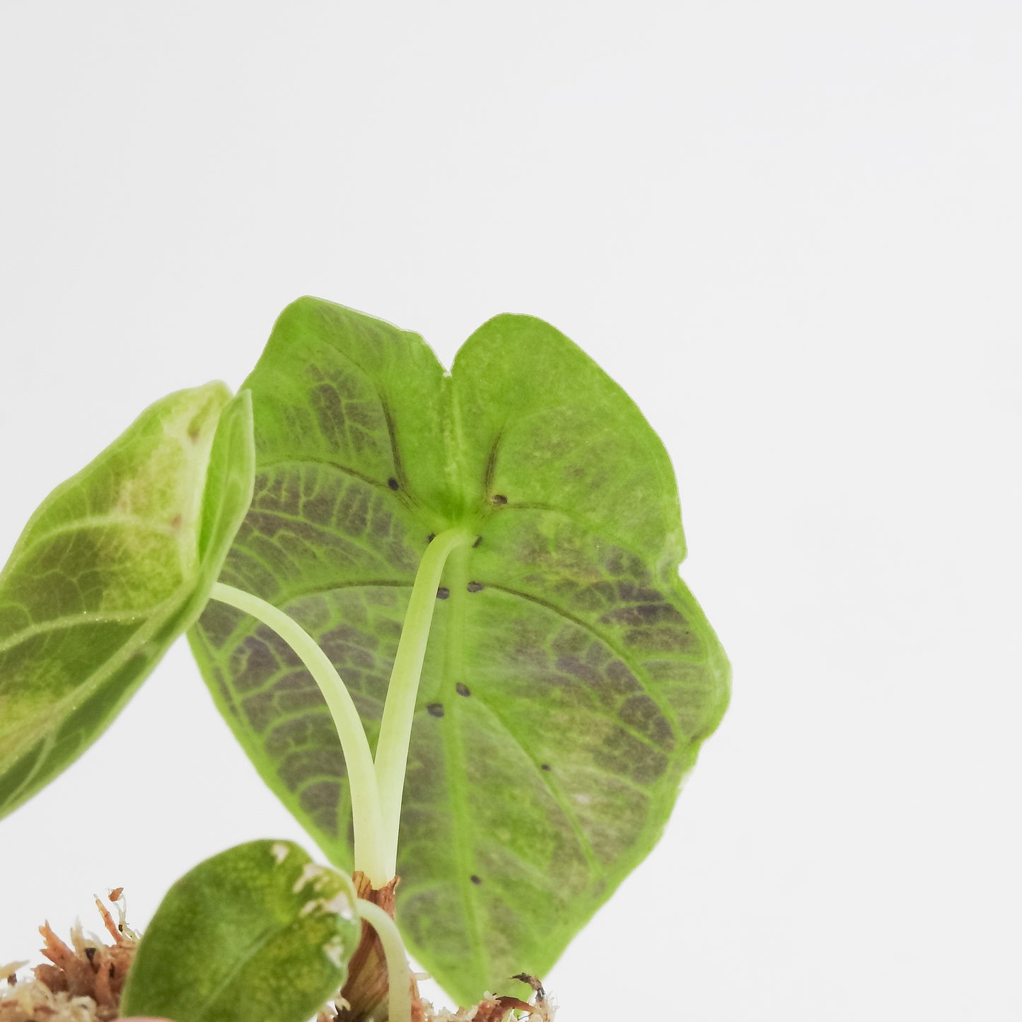 Alocasia Watsoniana Doff. Pink Variegated (3404)