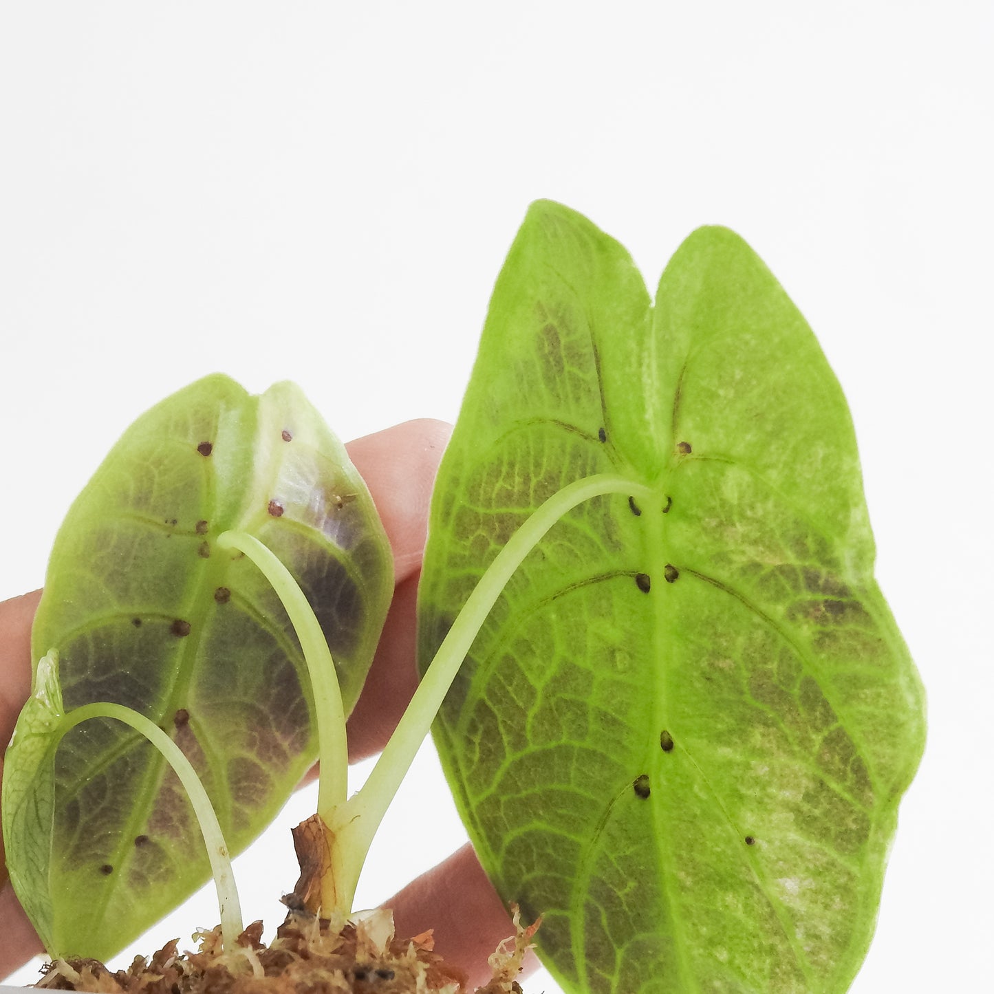 Alocasia Watsoniana Doff. Pink Variegated (3404)