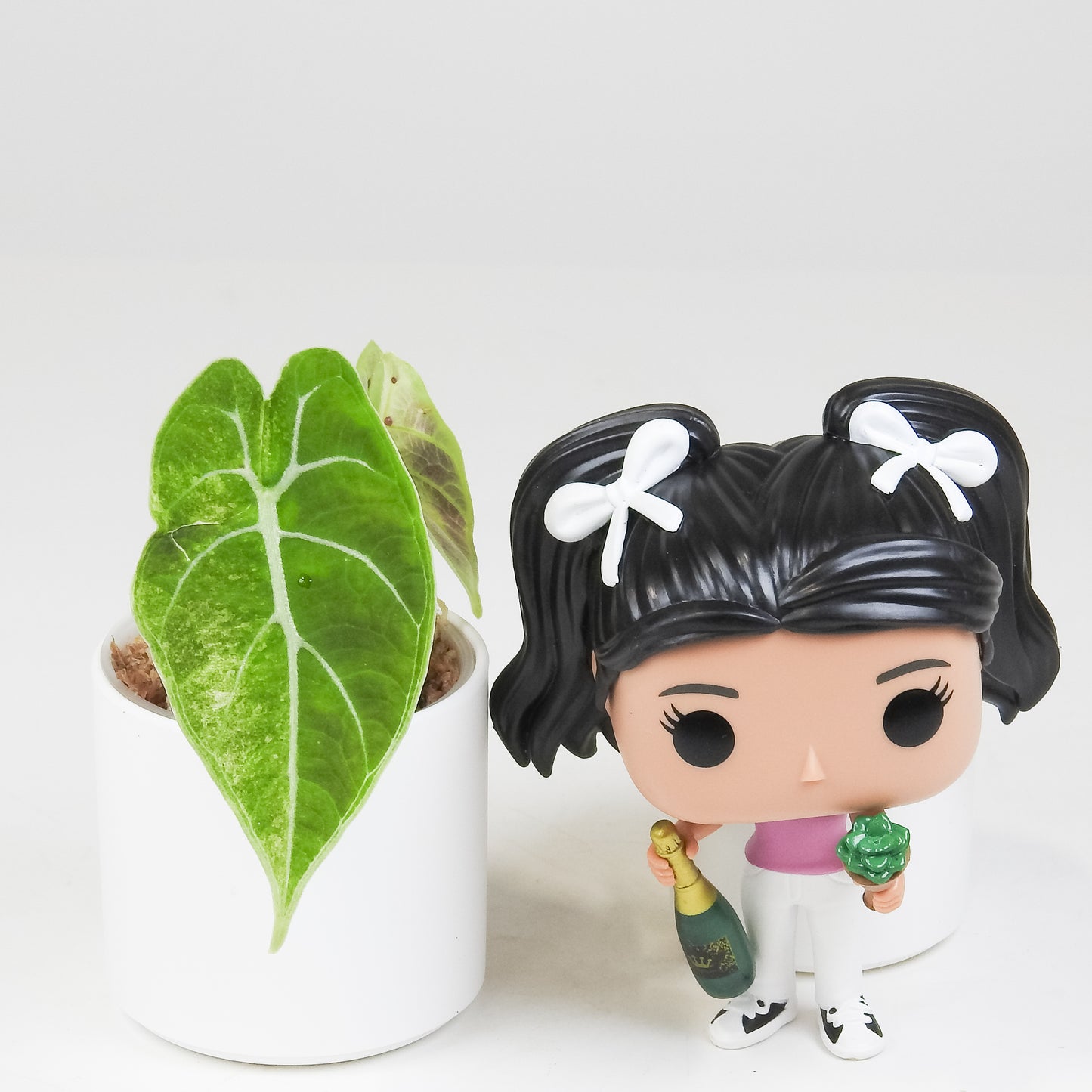 Alocasia Watsoniana Doff. Pink Variegated (3404)