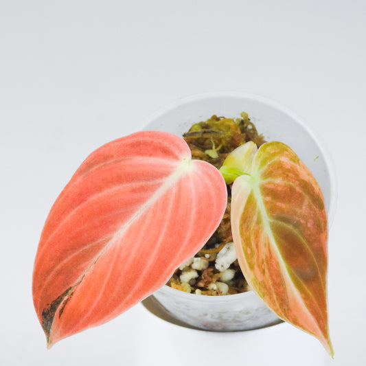 Philodendron Melanochrysum Orange *1st Generation* (3420)