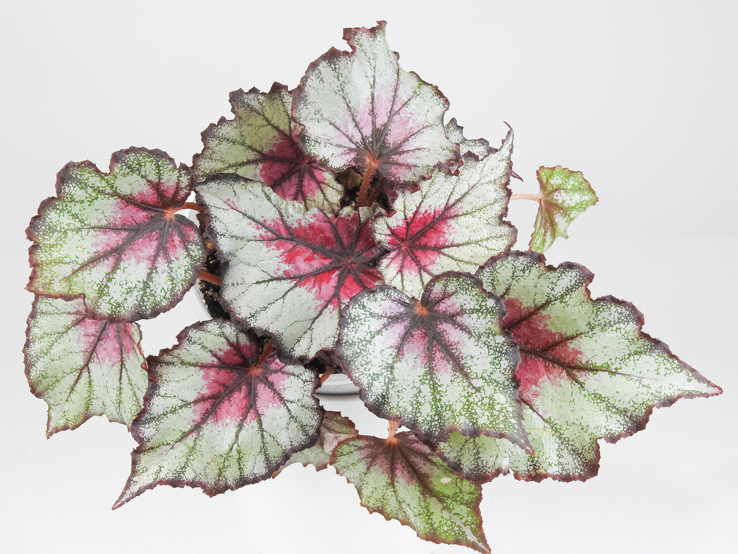 Begonia 'Crimson Oak' (3416)