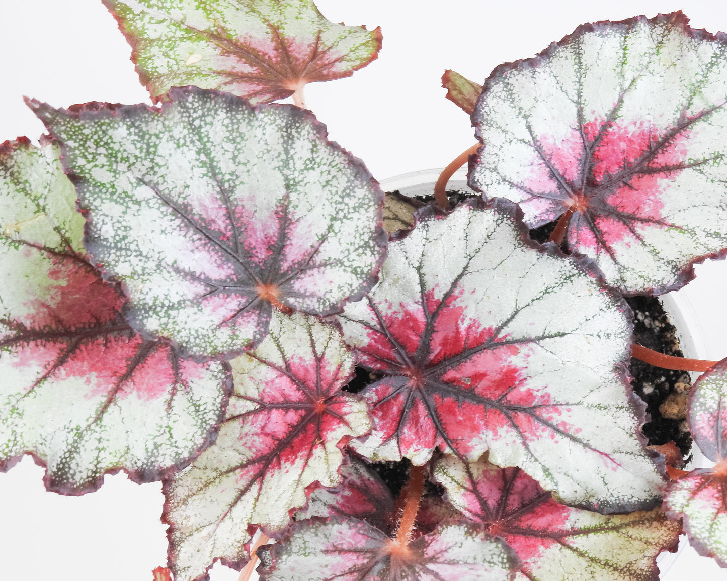 Begonia 'Crimson Oak' (3416)