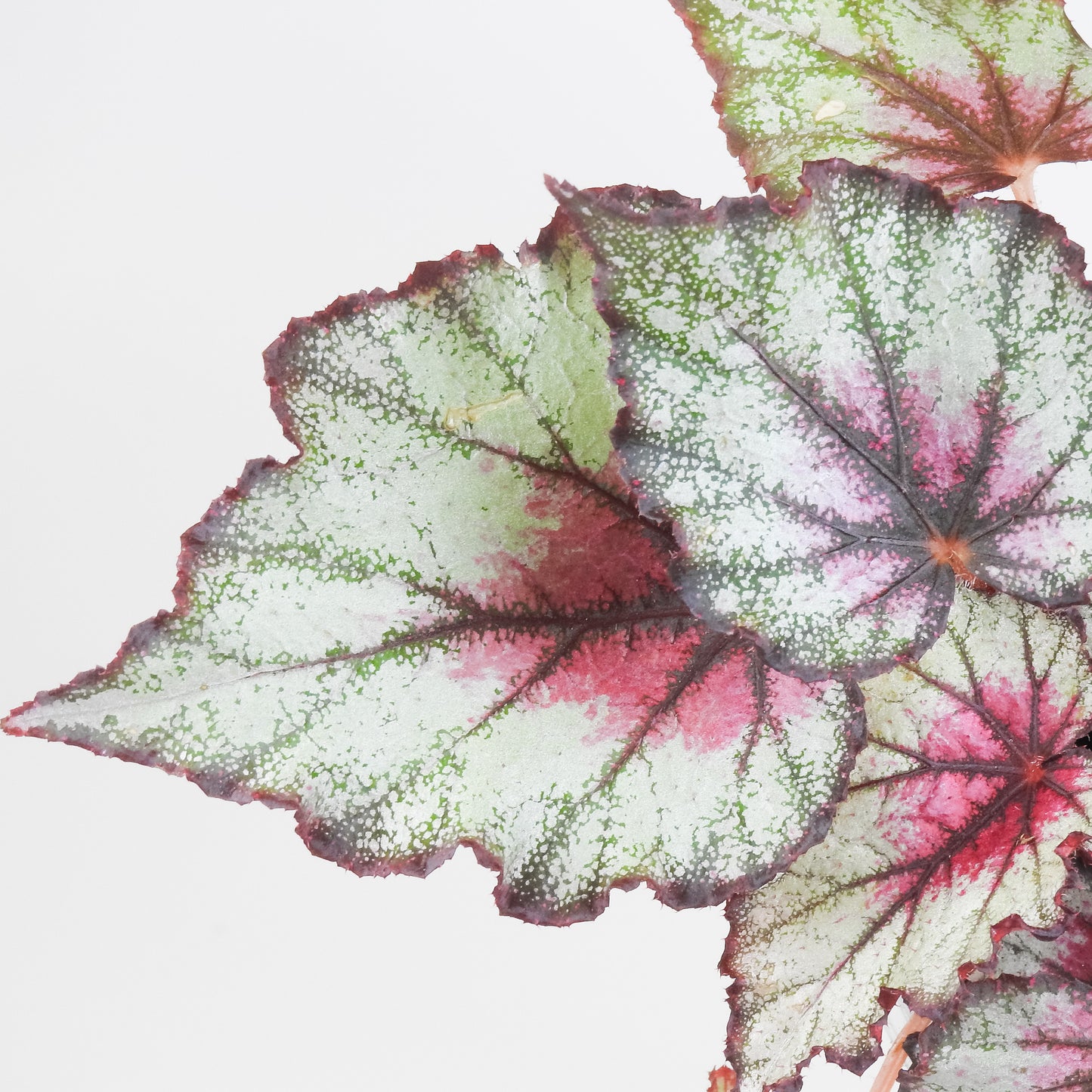 Begonia 'Crimson Oak' (3416)