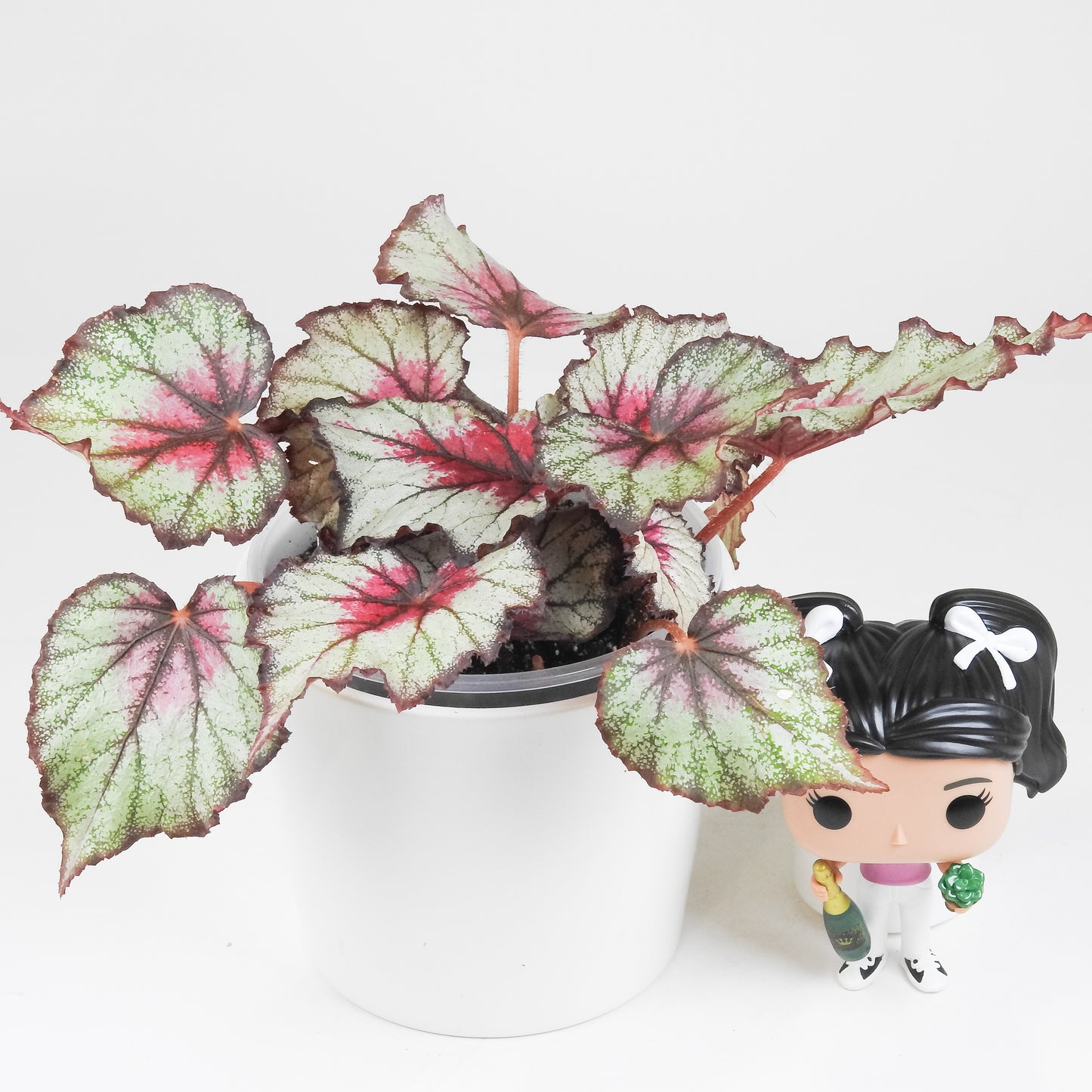 Begonia 'Crimson Oak' (3416)
