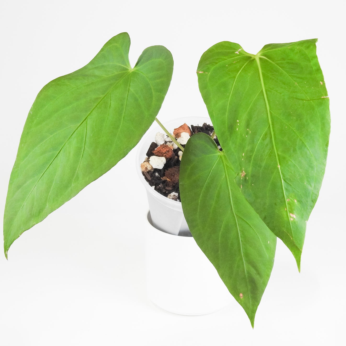 Anthurium 'Circus Peanuts' (3415)