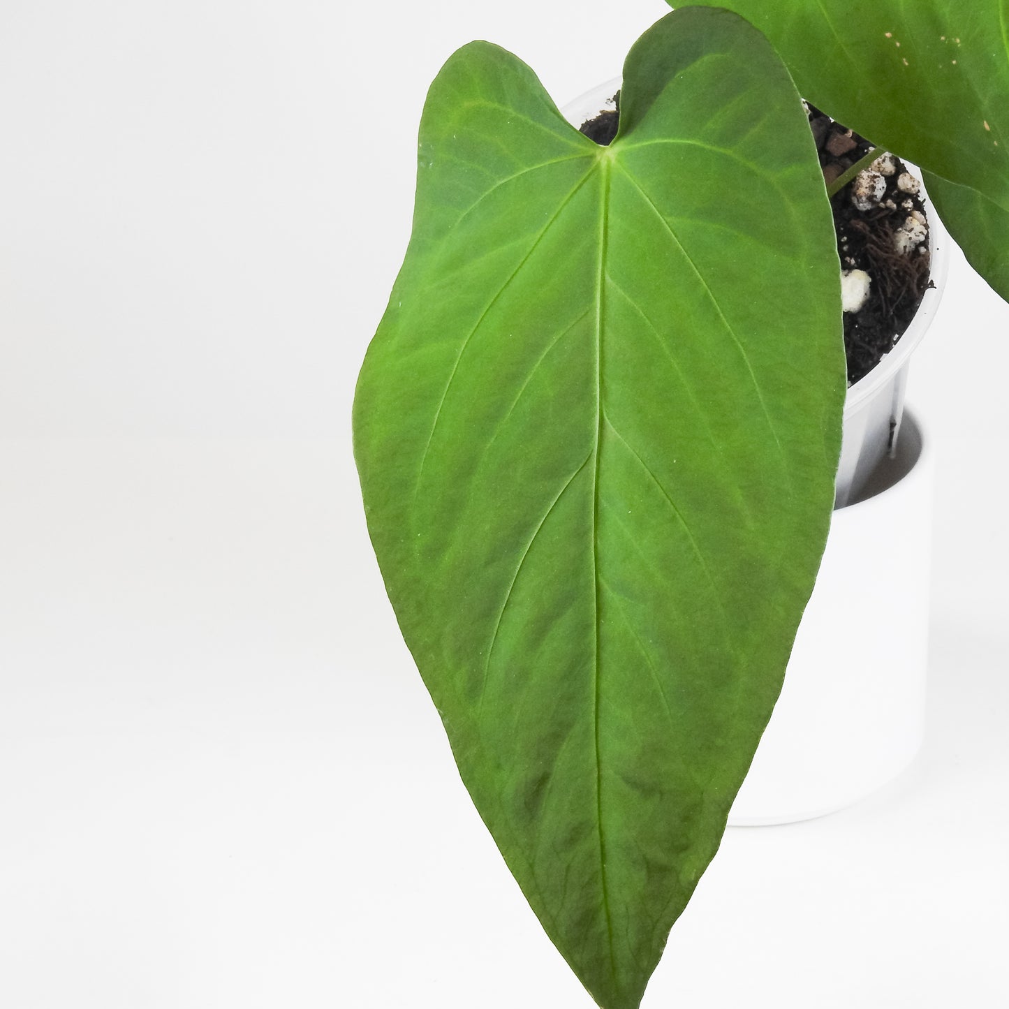 Anthurium 'Circus Peanuts' (3415)