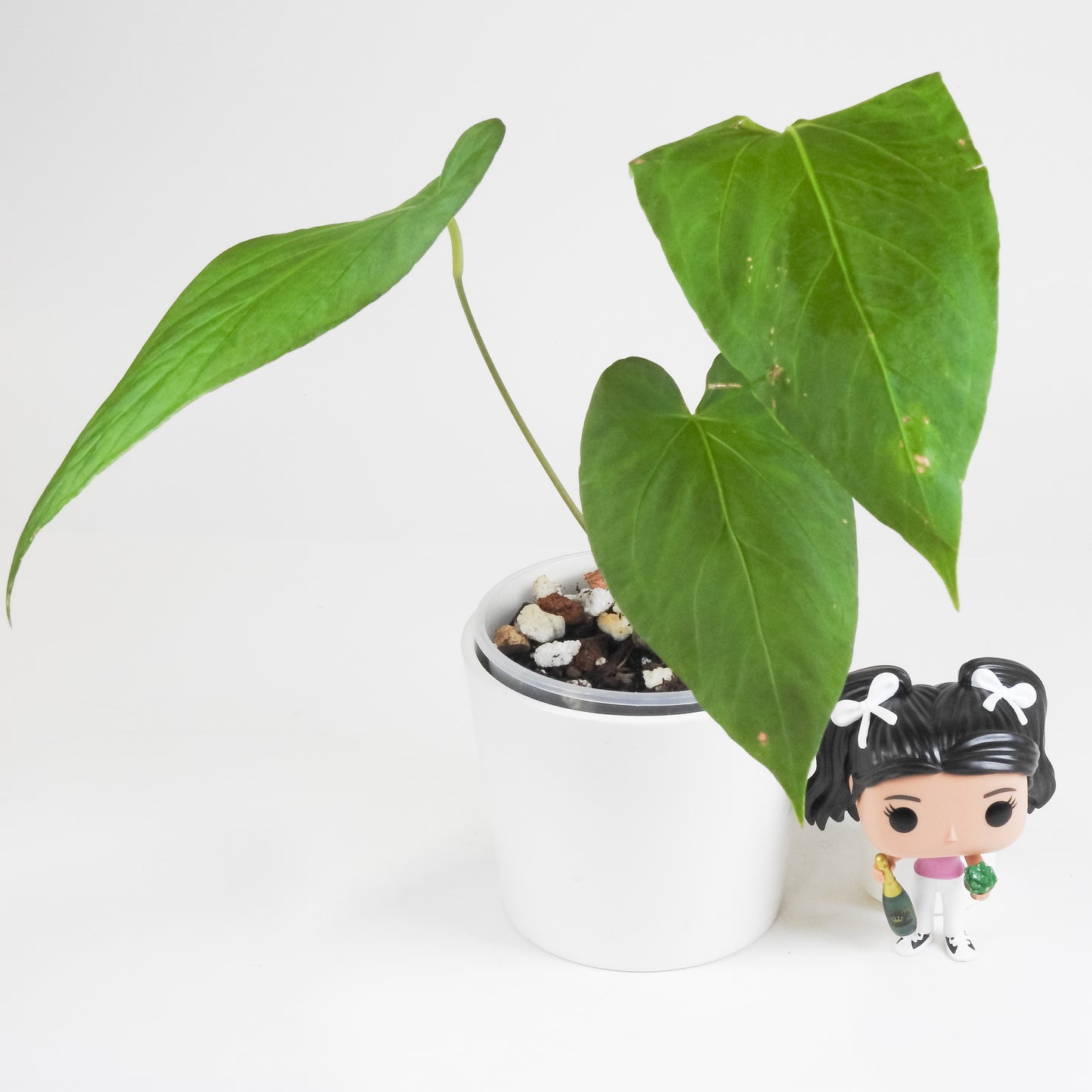 Anthurium 'Circus Peanuts' (3415)