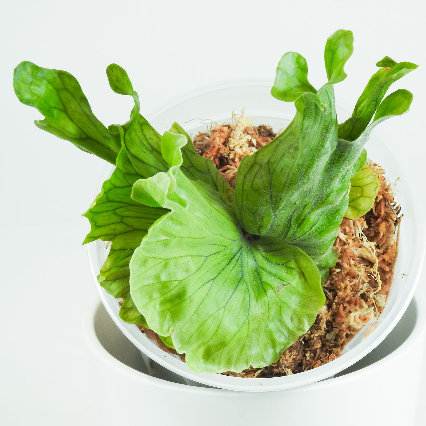 Platycerium 'Wandae Dwarf' (3419)