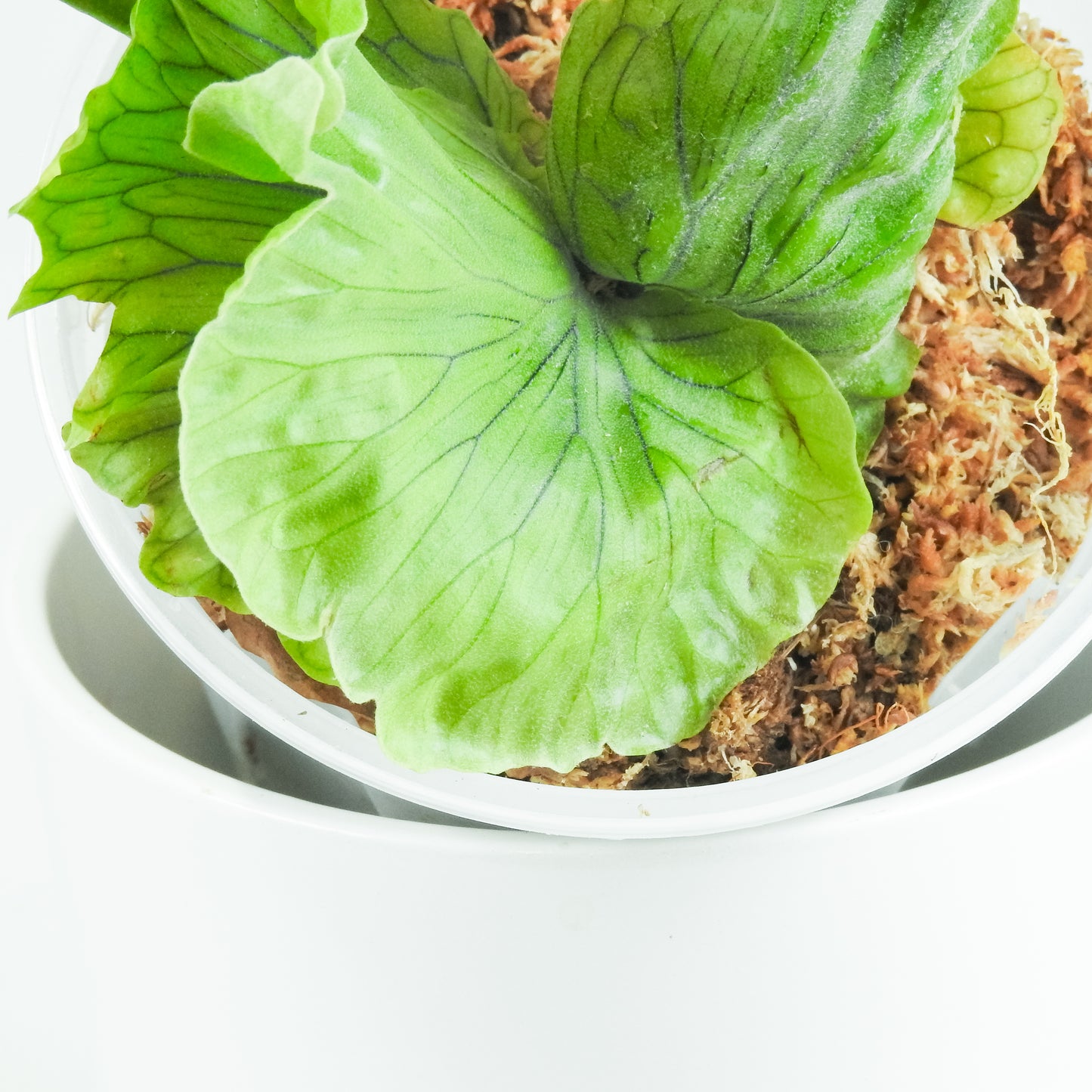 Platycerium 'Wandae Dwarf' (3419)