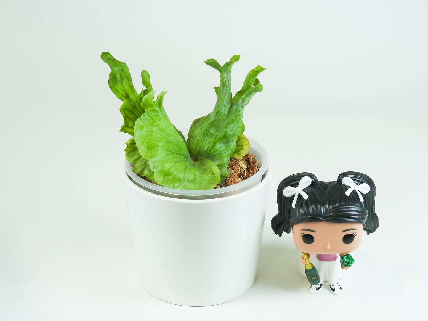 Platycerium 'Wandae Dwarf' (3419)