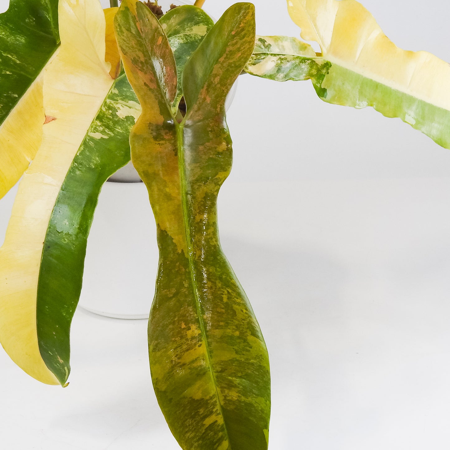 Philodendron Brown Beauty ('Black Billietiae' x 'Florida Beauty') Variegated (3418)