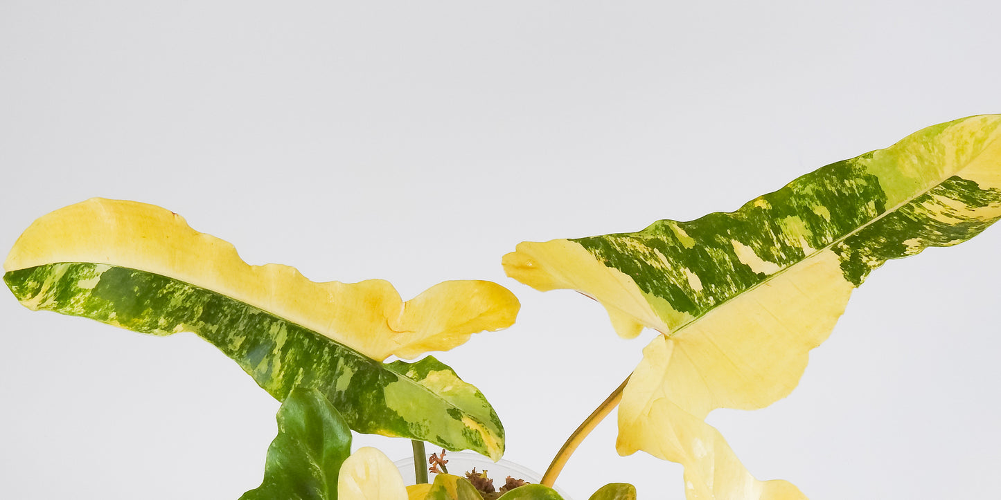 Philodendron Brown Beauty ('Black Billietiae' x 'Florida Beauty') Variegated (3418)