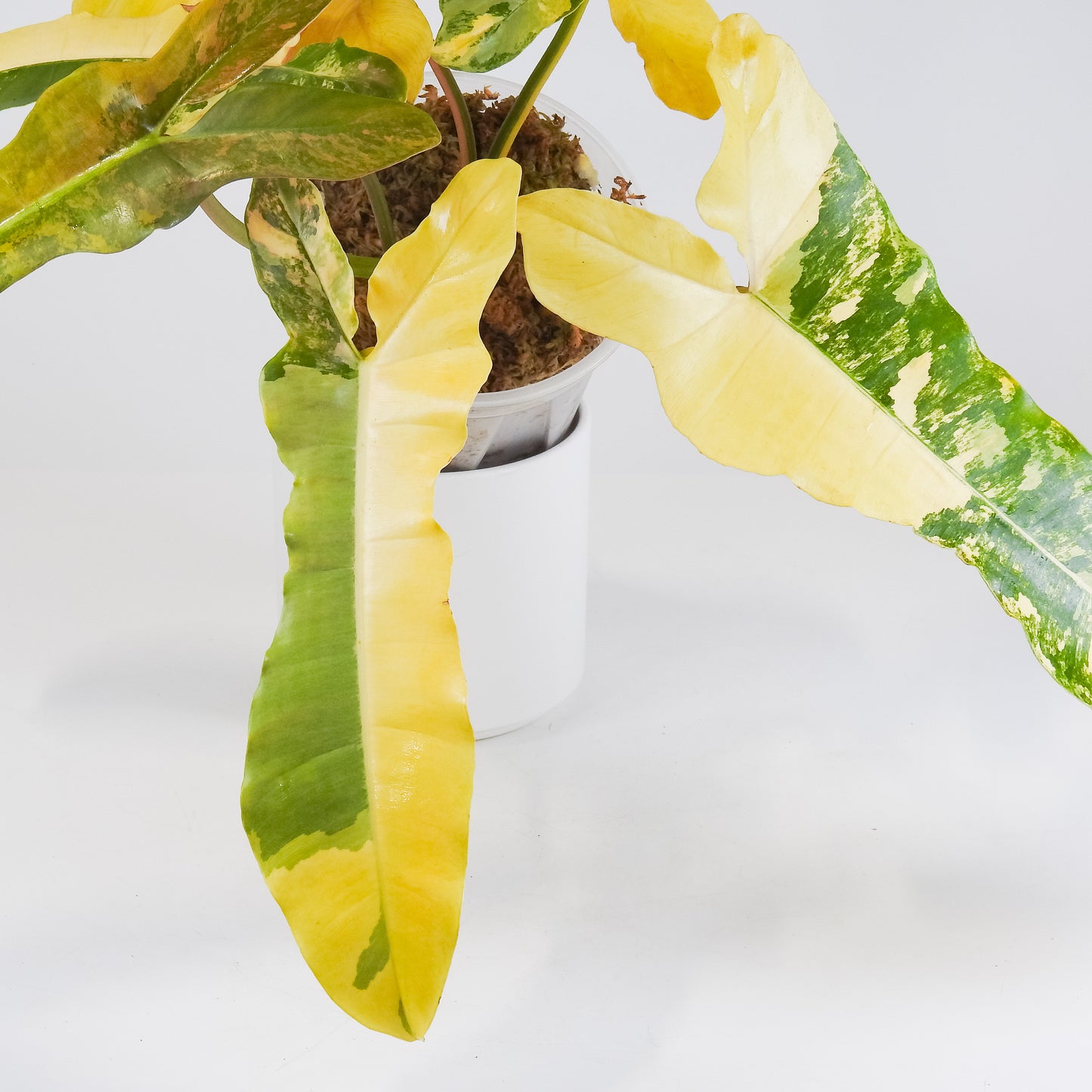 Philodendron Brown Beauty ('Black Billietiae' x 'Florida Beauty') Variegated (3418)