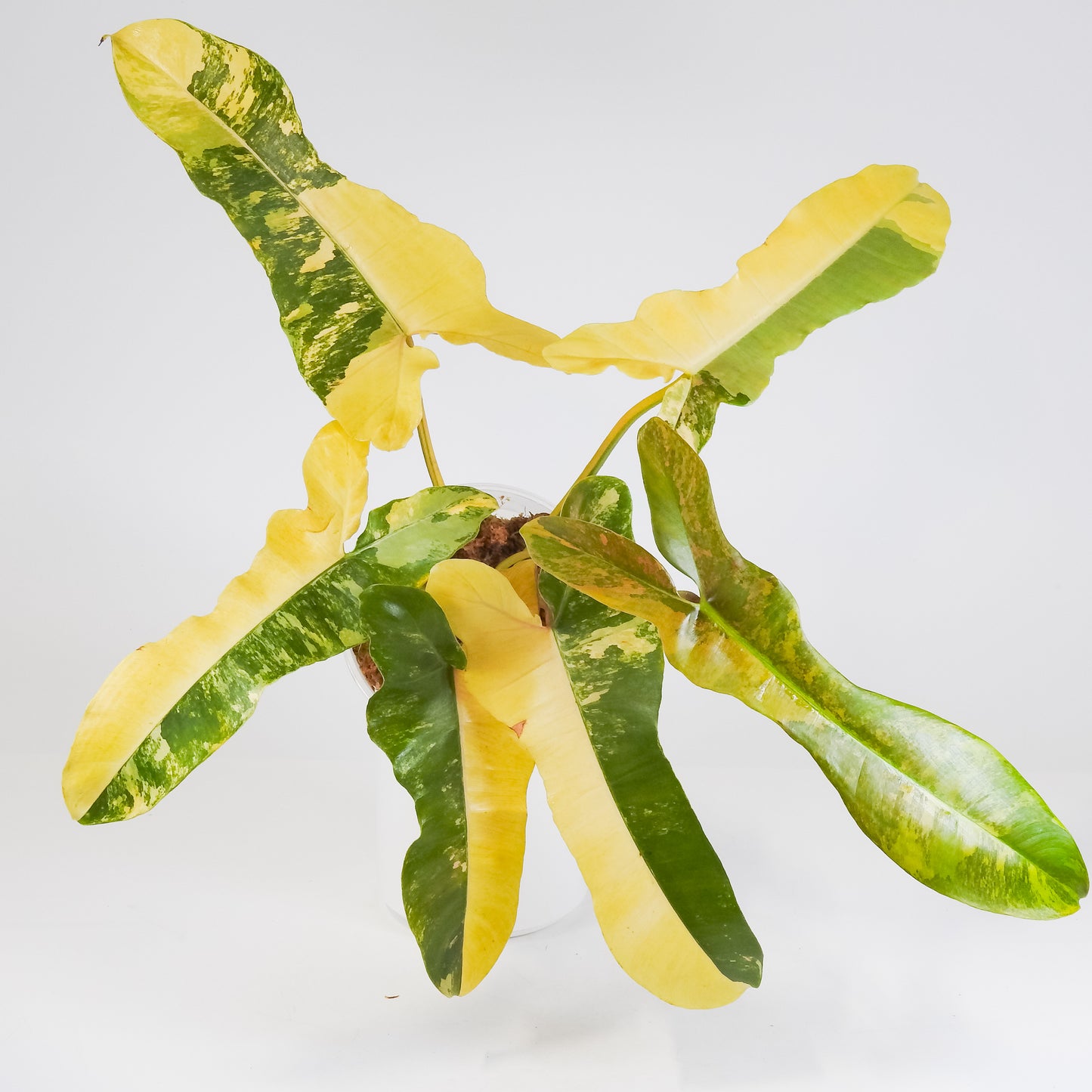 Philodendron Brown Beauty ('Black Billietiae' x 'Florida Beauty') Variegated (3418)