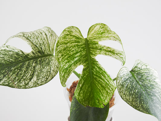 Monstera Deliciosa 'Devil Monster' (3417)