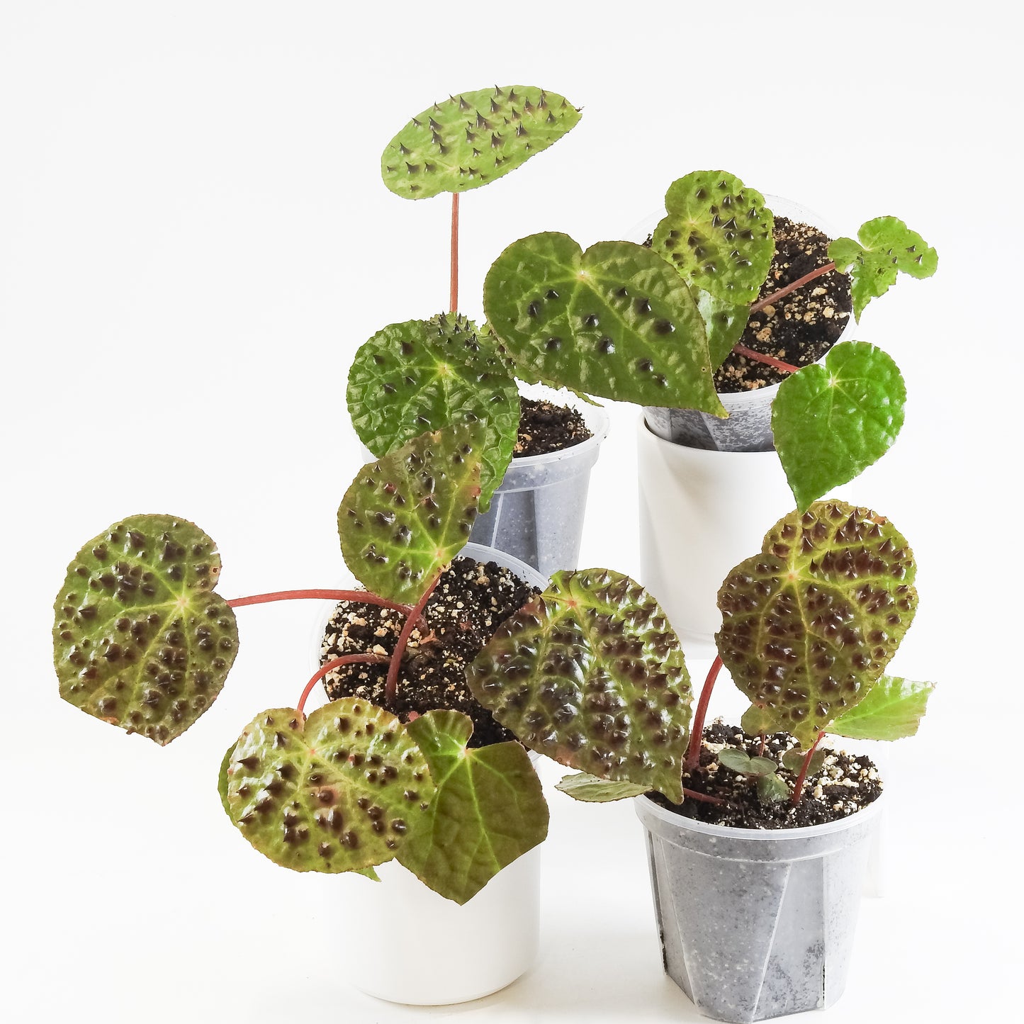 Begonia Ferox *Growers Choice*