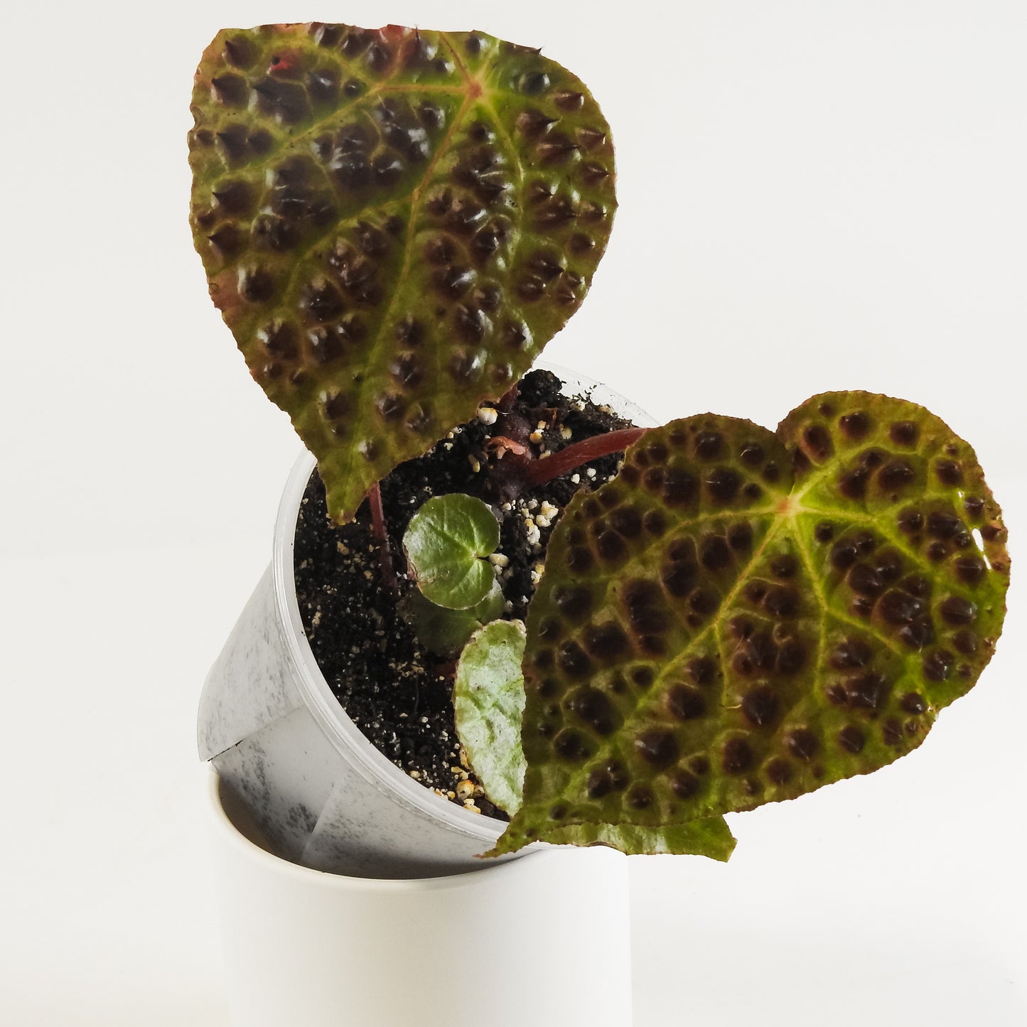 Begonia Ferox *Growers Choice*