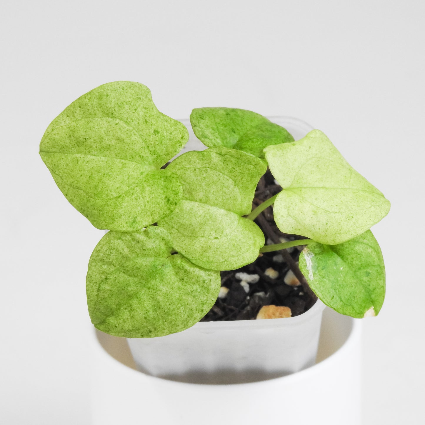 Anthurium Dark Phoenix Aurea *Growers Choice*