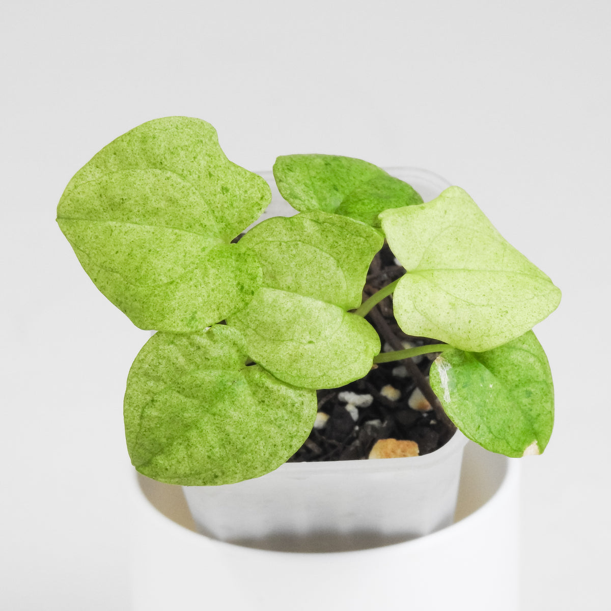 Anthurium Dark Phoenix Aurea *Growers Choice*