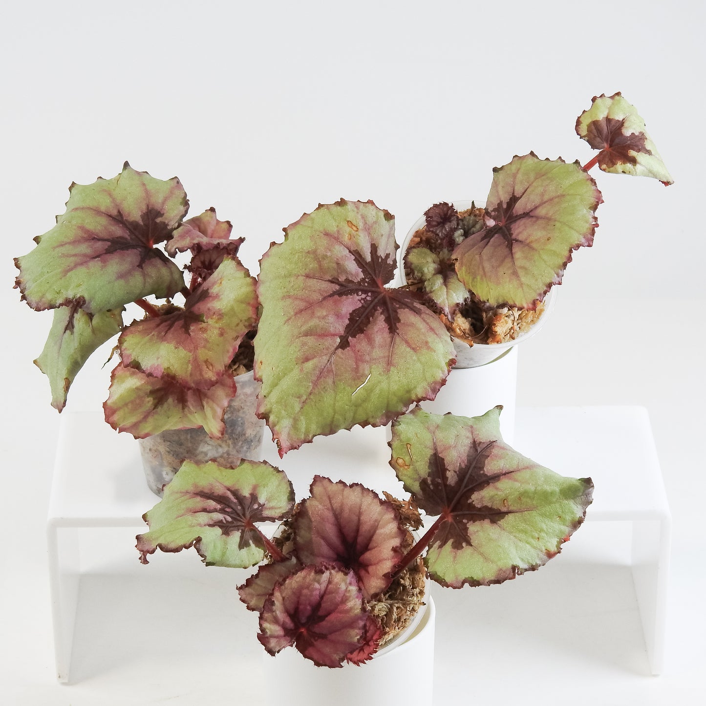 Begonia 'Kotobuki' *Growers Choice*