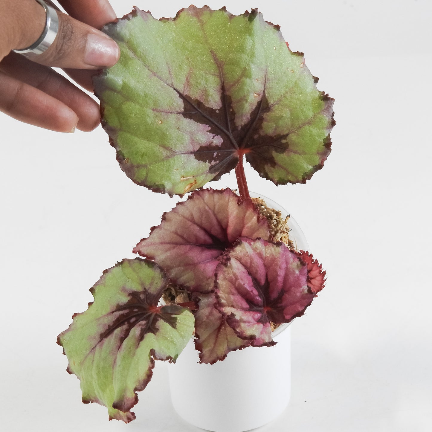 Begonia 'Kotobuki' *Growers Choice*