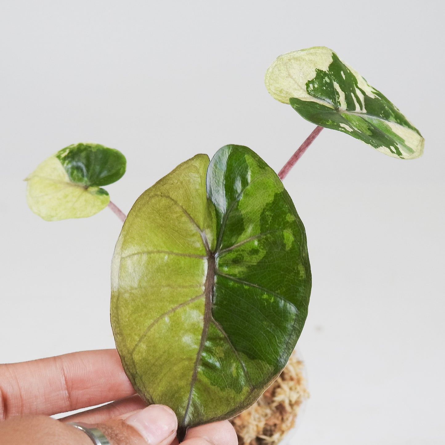 Alocasia 'Yucatan Princess' Aurea Variegated *Growers Choice*