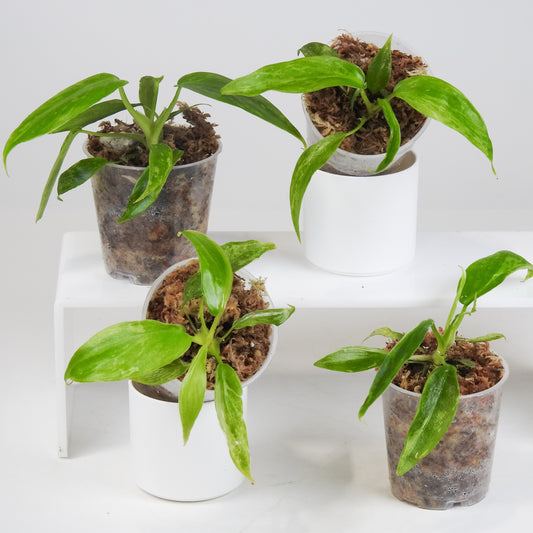 Philodendron Golden Dragon Variegated *Growers Choice*