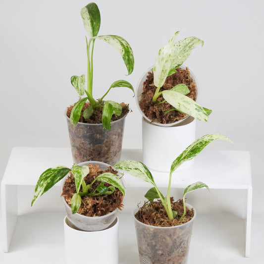 Epipremnum 'Giganteum' Albo *Growers Choice*