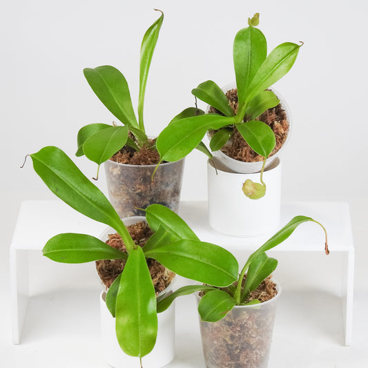 Nepenthes Alata *Growers Choice*