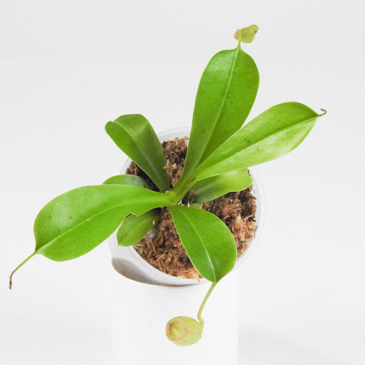 Nepenthes Alata *Growers Choice*