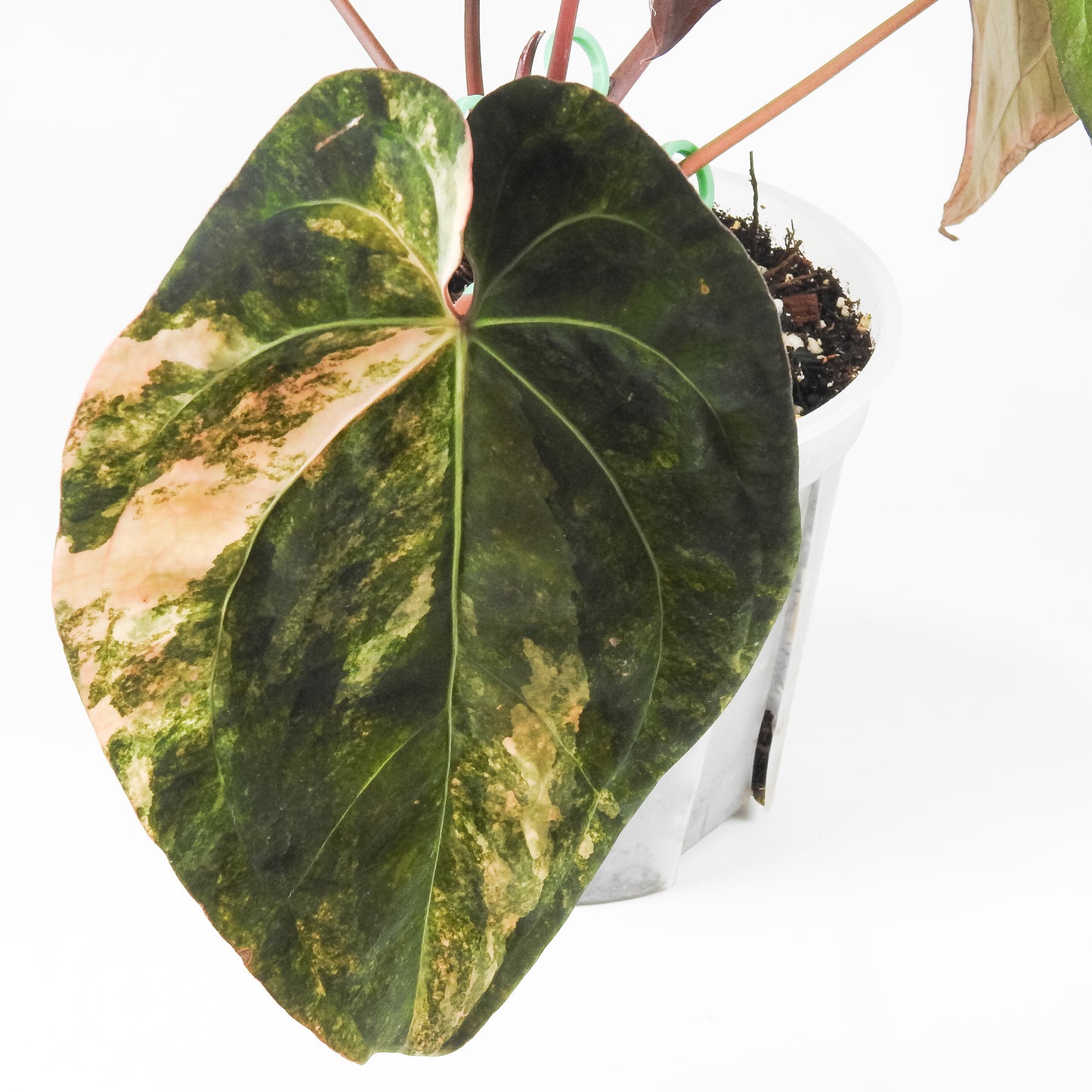 Anthurium Ree Papillilaminum x RVDP Variegated (3517)
