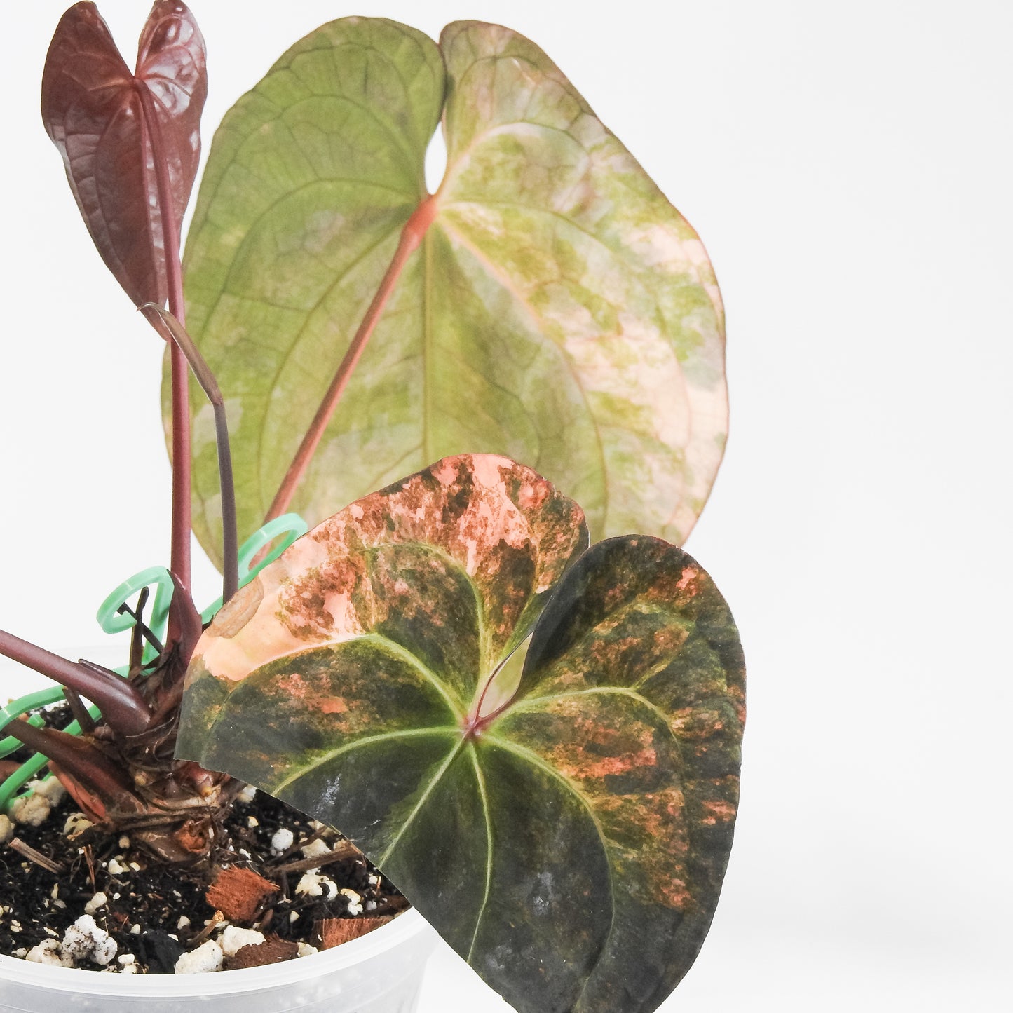 Anthurium Ree Papillilaminum x RVDP Variegated (3517)