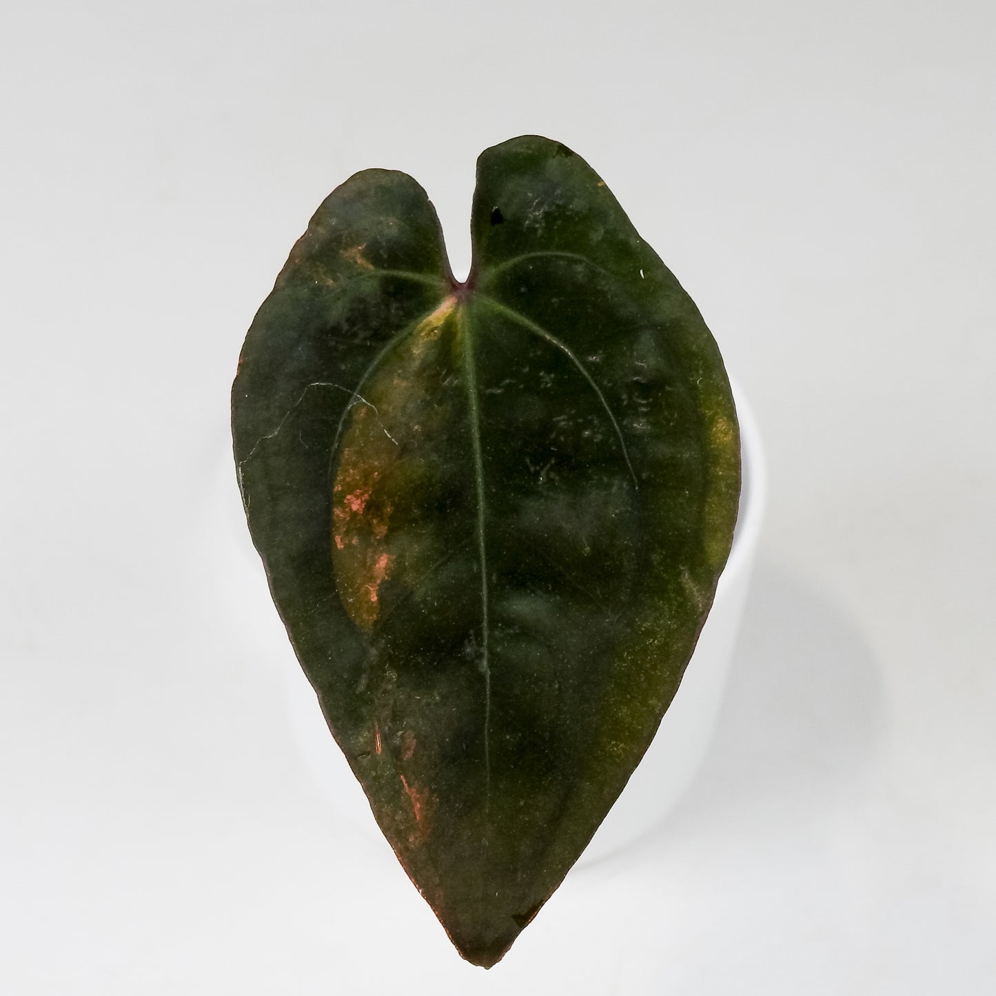 Anthurium Ree Papillilaminum x RVDP Variegated (3517)