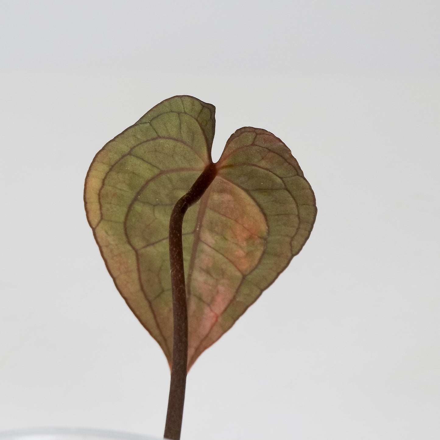Anthurium Ree Papillilaminum x RVDP Variegated (3517)