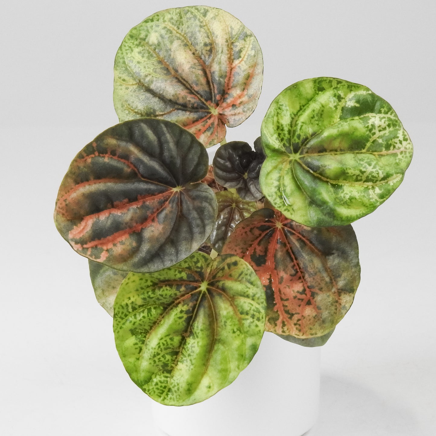 Peperomia 'Pink QQ Candy' (3501)