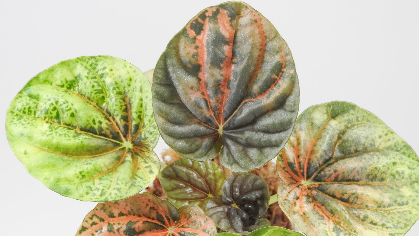 Peperomia 'Pink QQ Candy' (3501)