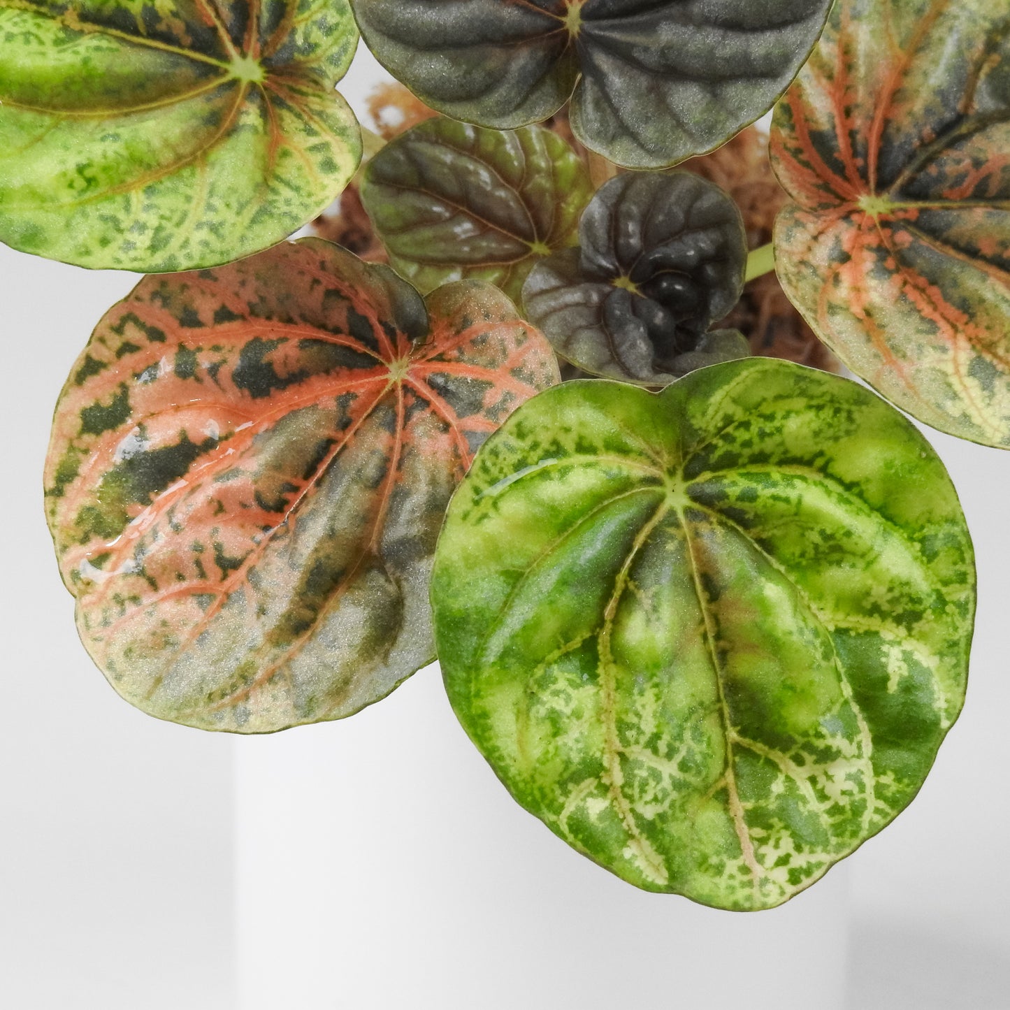 Peperomia 'Pink QQ Candy' (3501)