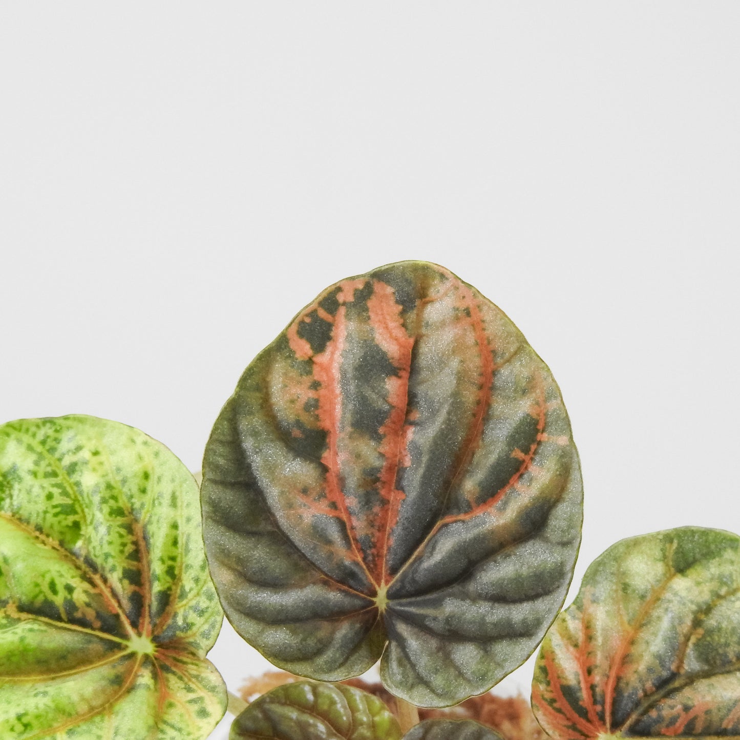 Peperomia 'Pink QQ Candy' (3501)