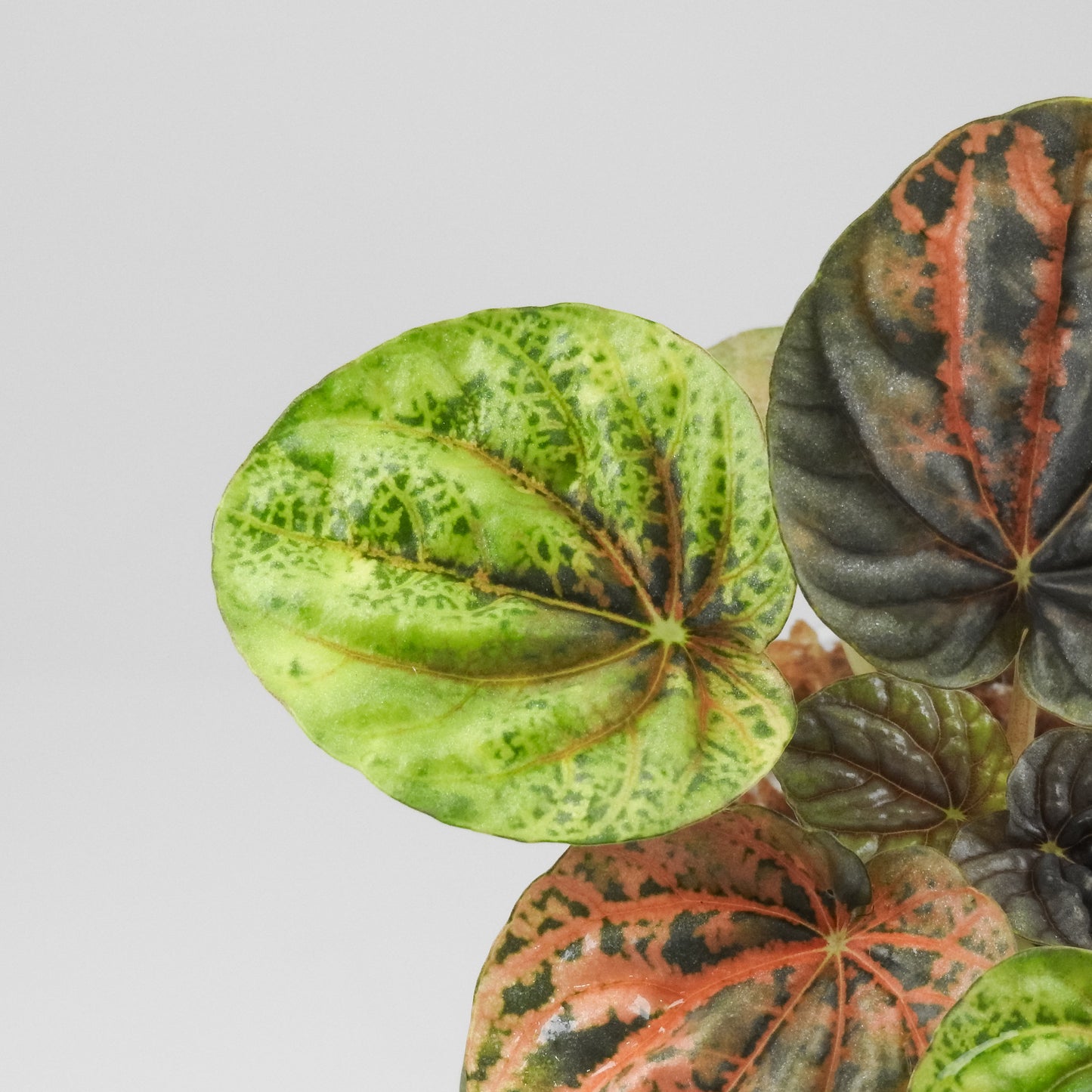 Peperomia 'Pink QQ Candy' (3501)