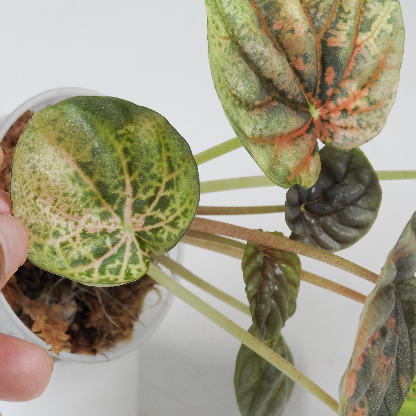 Peperomia 'Pink QQ Candy' (3501)