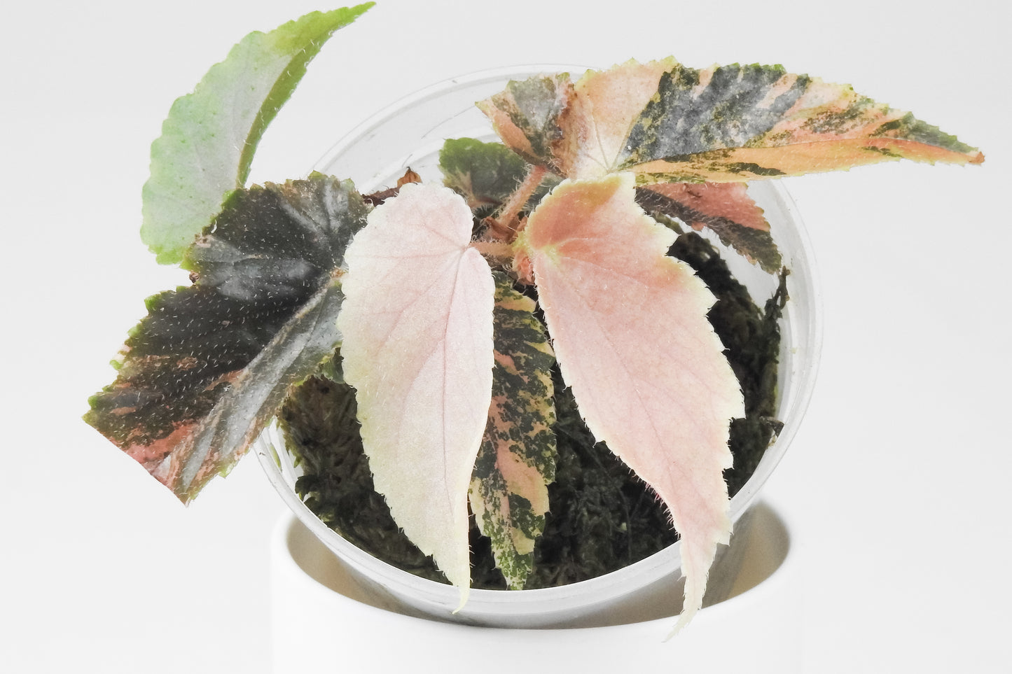 Begonia 'Ginny Galaxy' (3502)