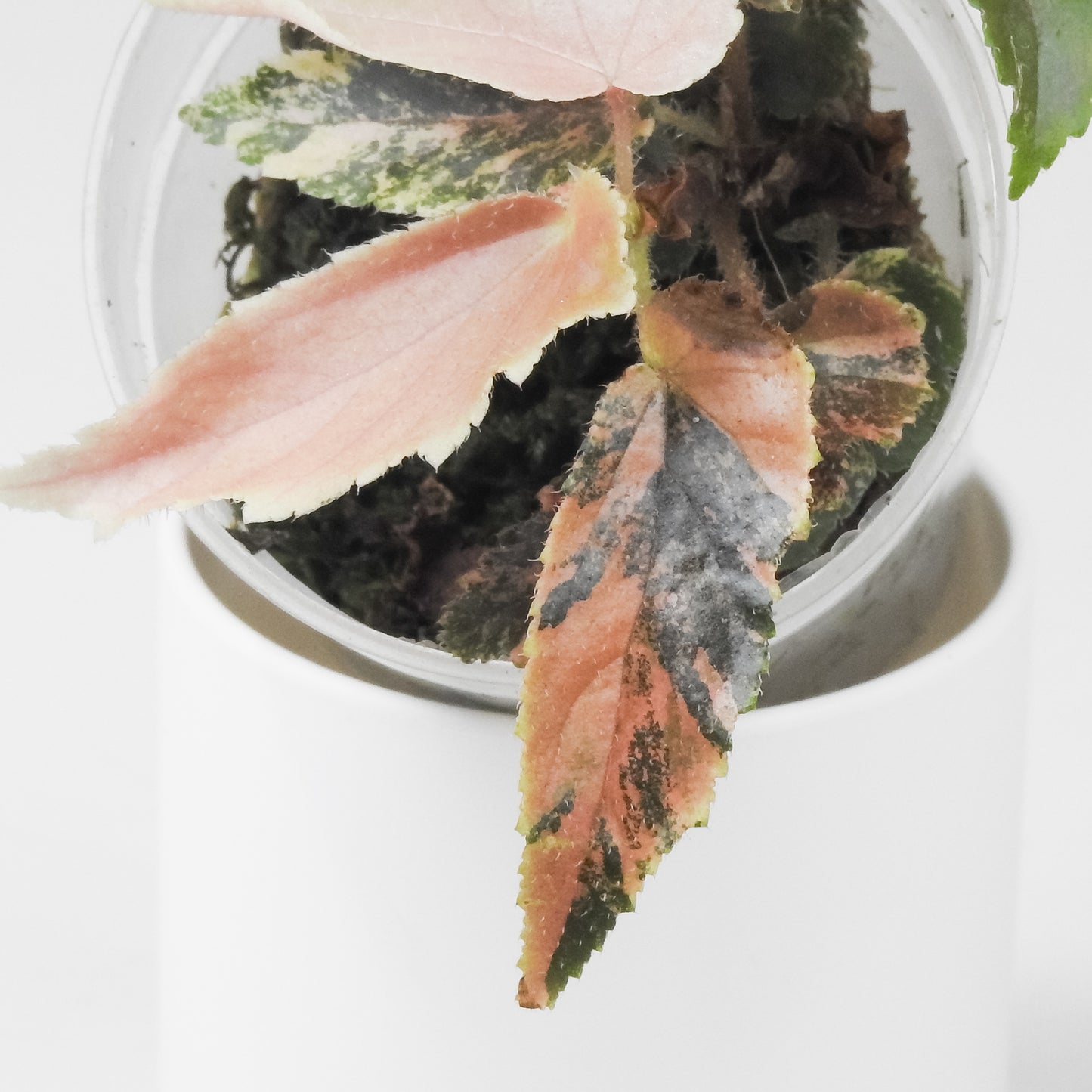 Begonia 'Ginny Galaxy' (3502)