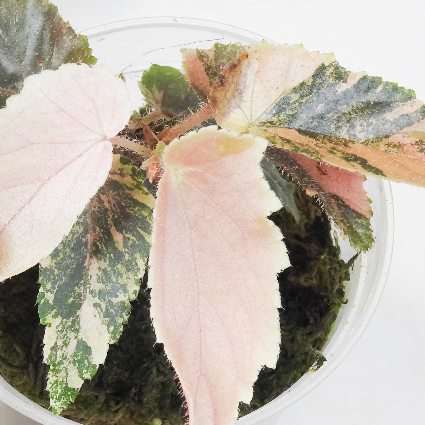 Begonia 'Ginny Galaxy' (3502)