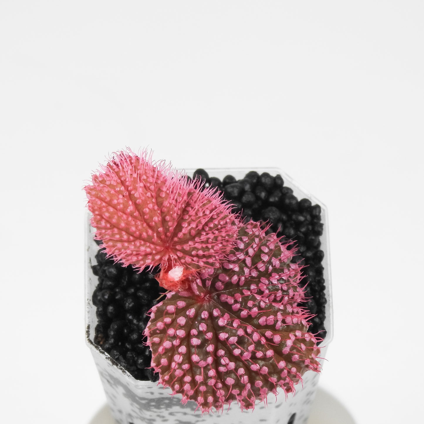 Begonia Botanicaz 7 'Pink Urchin' (3500)