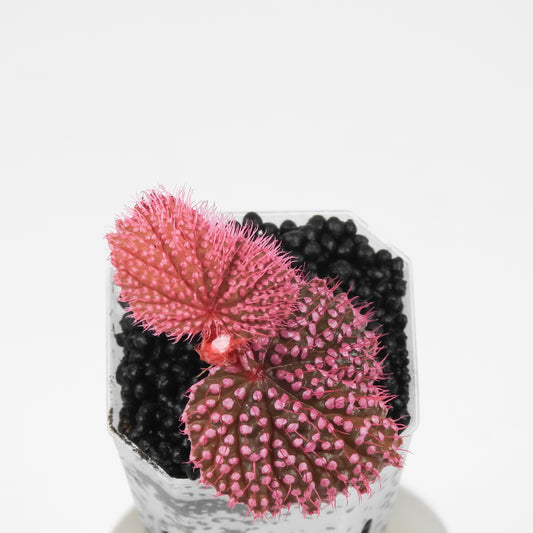 Begonia Botanicaz 7 'Pink Urchin' (3500)