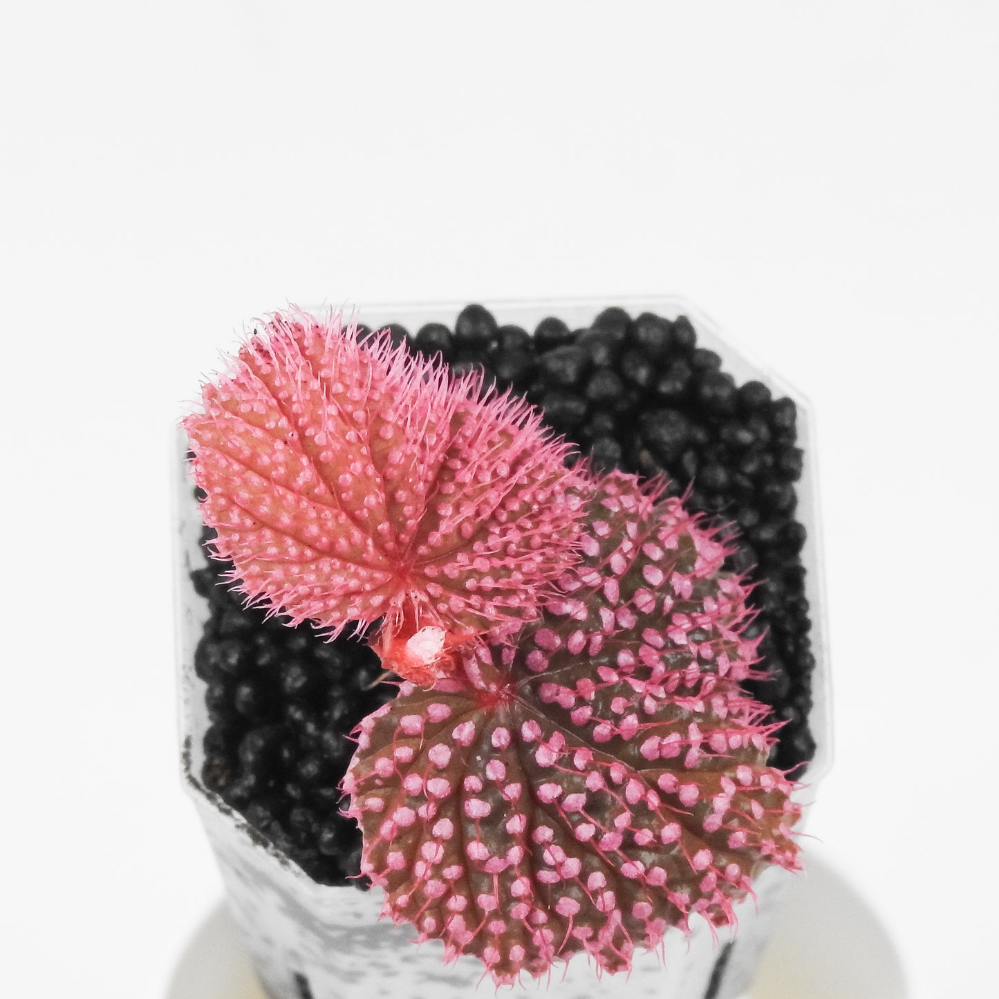 Begonia Botanicaz 7 'Pink Urchin' (3500)
