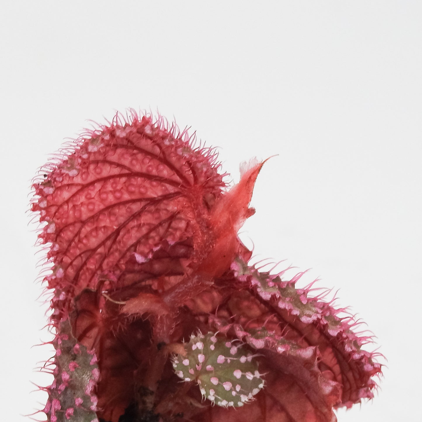 Begonia Botanicaz 7 'Pink Urchin' (3500)