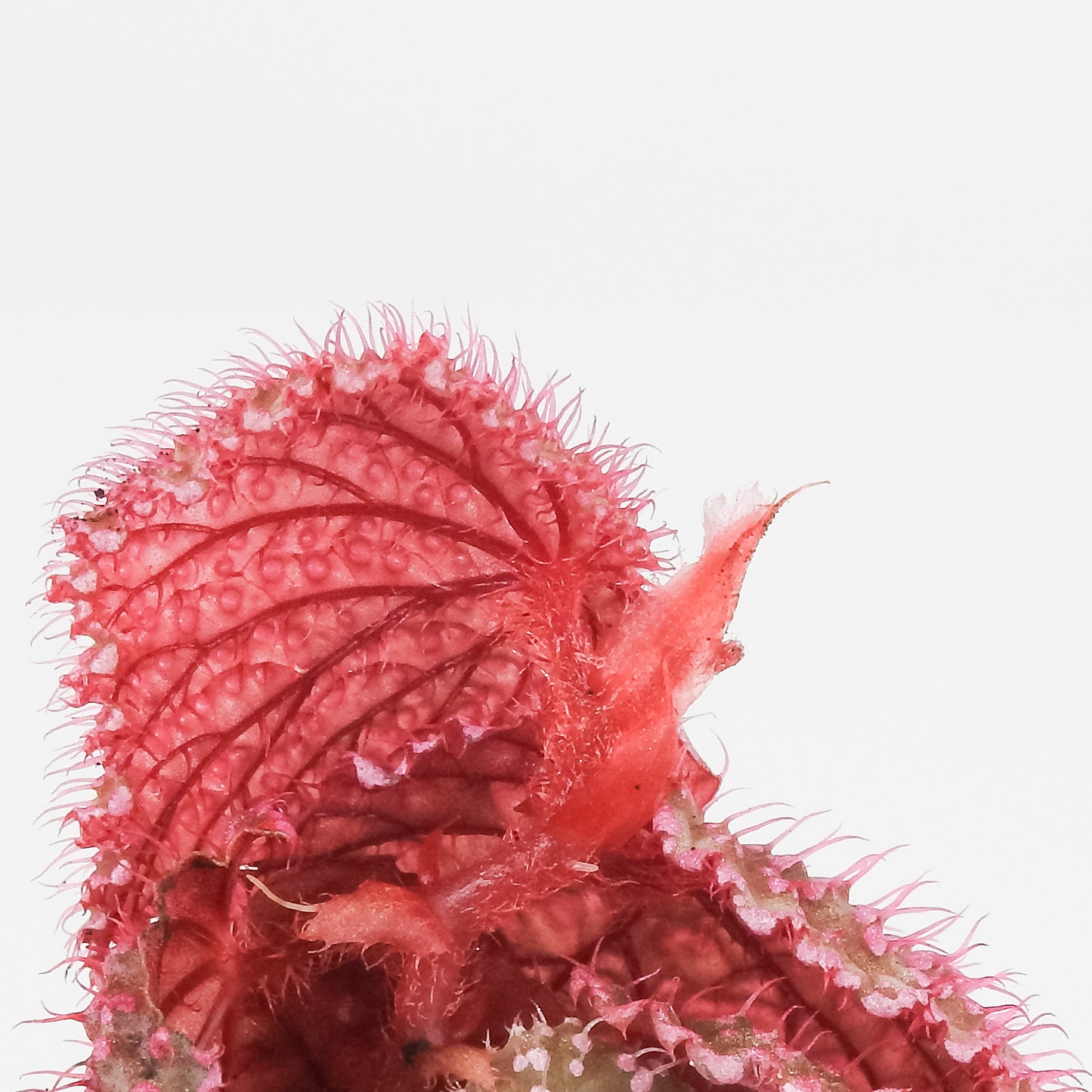 Begonia Botanicaz 7 'Pink Urchin' (3500)