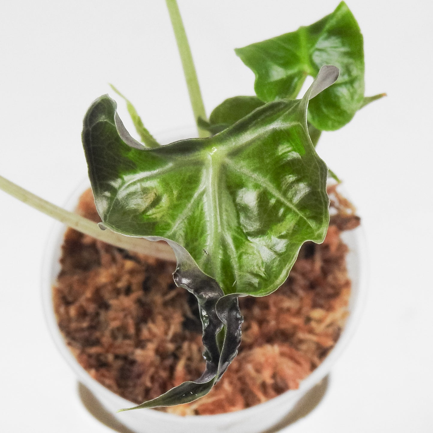 Alocasia 'Loco' (3508)
